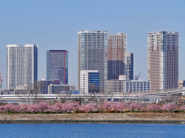 東京湾から見る桜とタワマン
