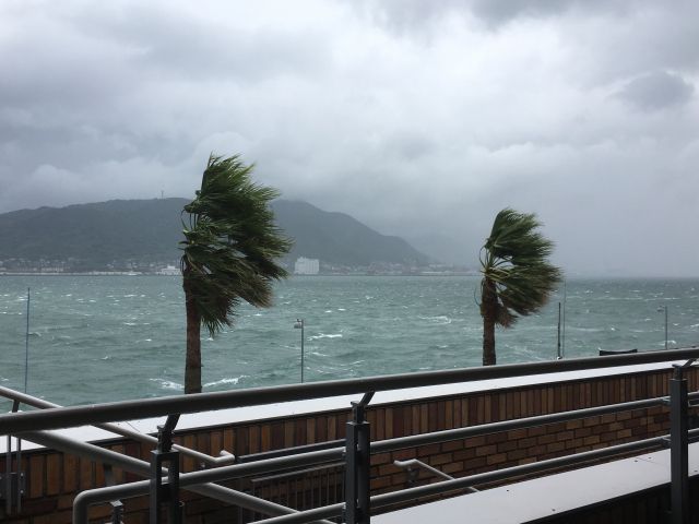 強風雨に揺れる海辺の木