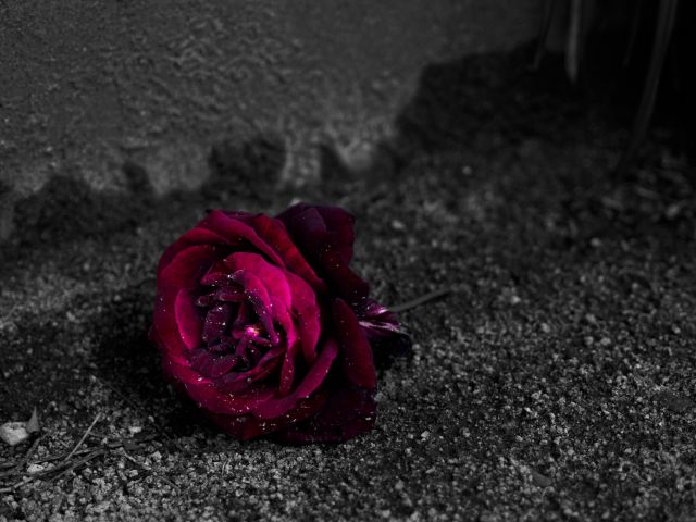 道に落ちた真紅の薔薇