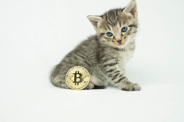 猫とビットコイン金貨